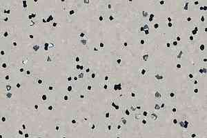 Линолеум Forbo Sphera Ec 450018 mortar фото  | FLOORDEALER